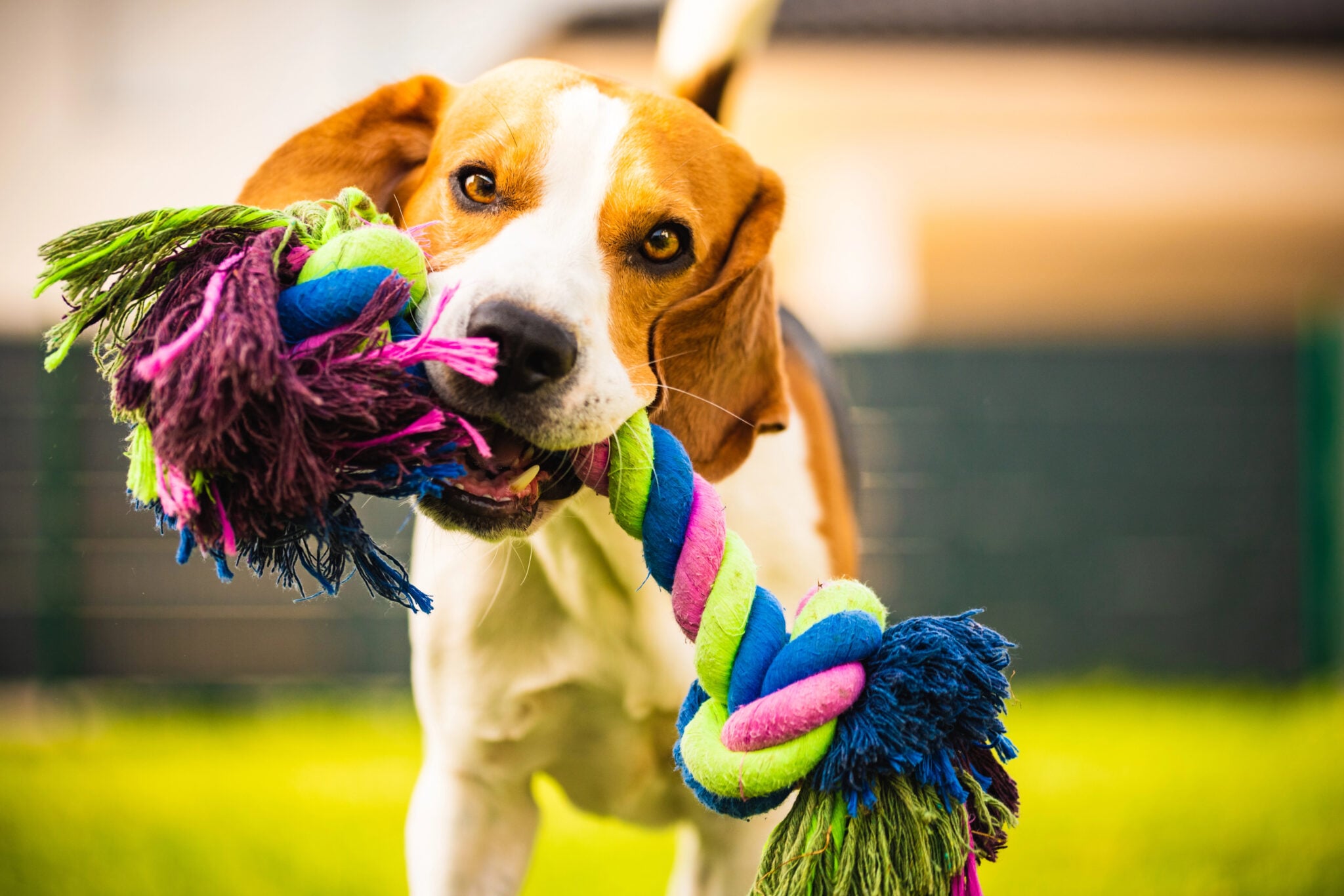 10 Best Rope Toys For Dogs (50+ Tested) - Canine Journal