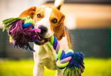 Beagle dog runs in garden towards the camera with rope toy.