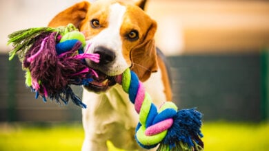 Beagle dog runs in garden towards the camera with rope toy.