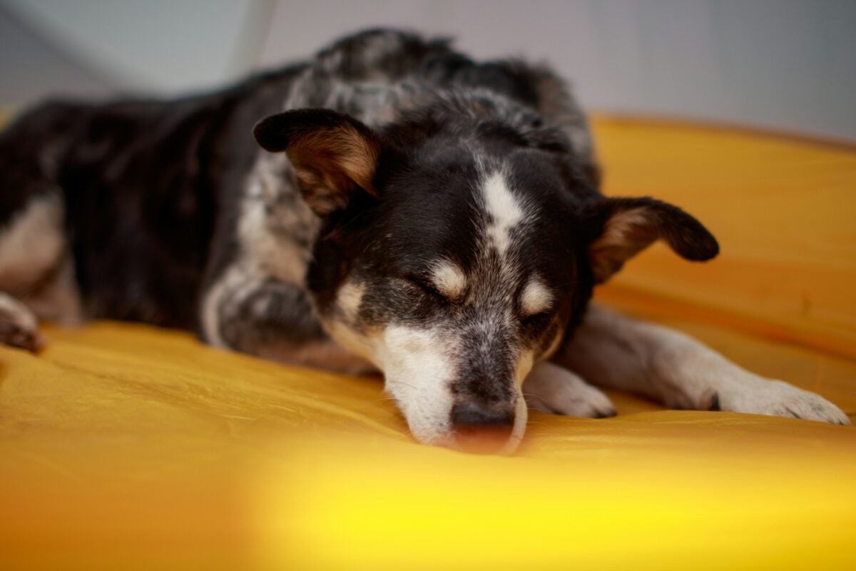 Black and white short-coated dog lying on yellow blanket with eyes closed.
