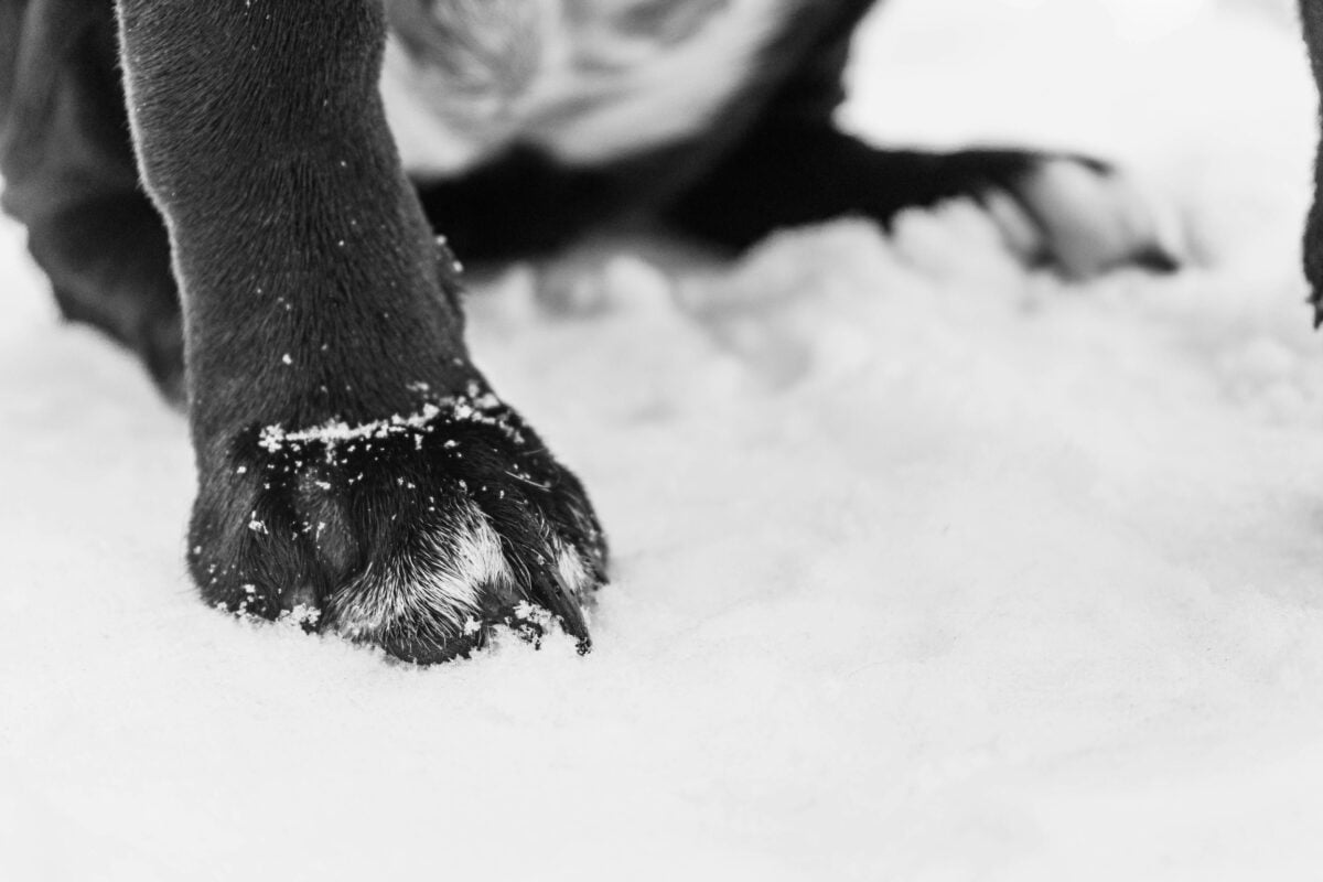 Dog paws in snow. 