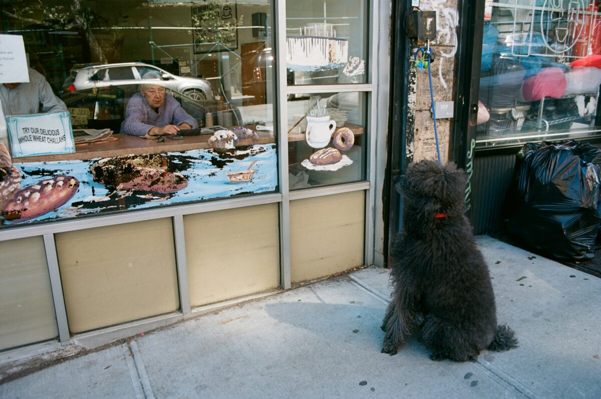 Black furry dog tied outside bakery.