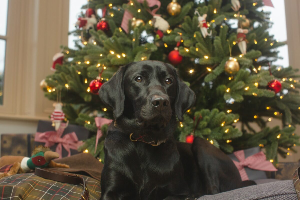 Black Labrador in front of Christmas tree.