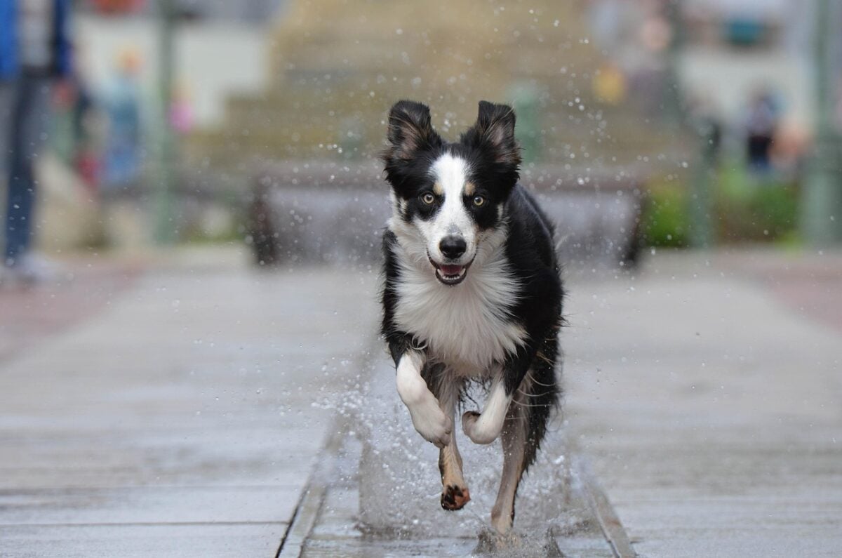 Border Collie running in city fountain.