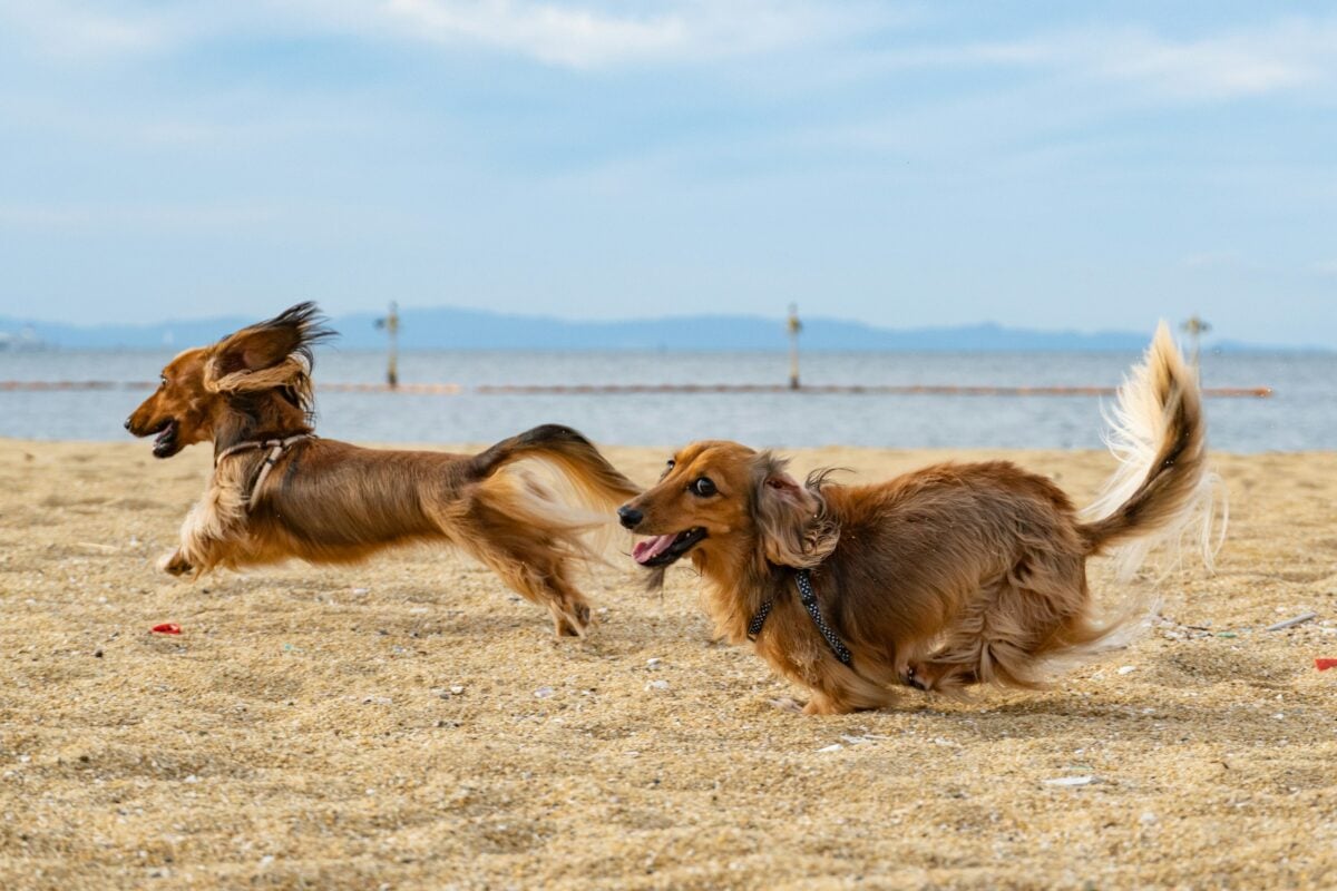 Two long-haired Dachshunds sprinting side by side on the beach with ears flying and tongues out.
