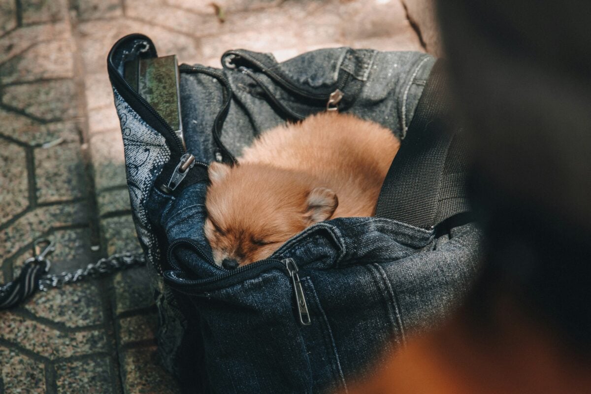 Brown Pomerianian puppy sleeping in black leather bag on ground.