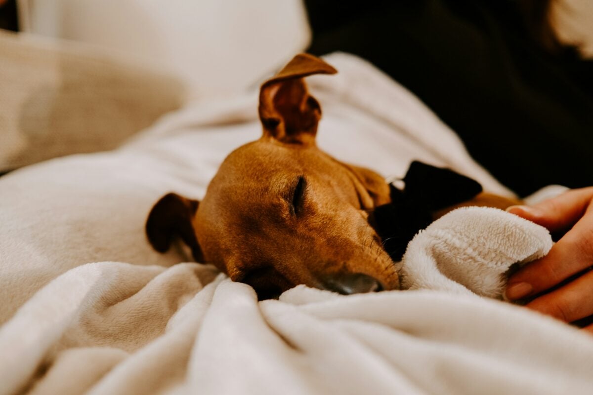 Brown short-coated dog lying down being comfortable by human.