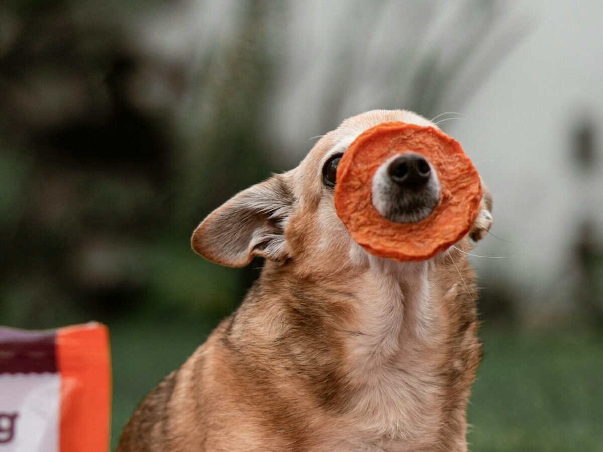 Brown short coated dog sitting outside with dehydrated sweet potato ring around snout.