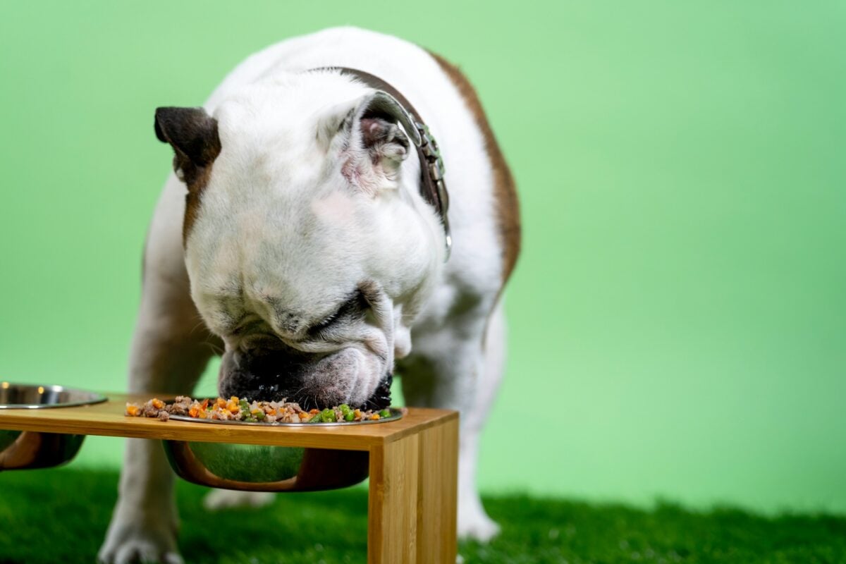 Bulldog eating fresh dog food.
