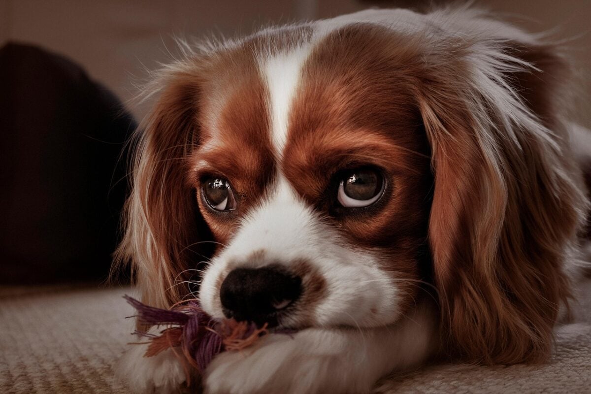 cavalier king charles spaniel, puppy, dog, sad, face, fur, pet, animal, young dog, domestic dog, canine, mammal, furry, cute, nature, adorable, portrait