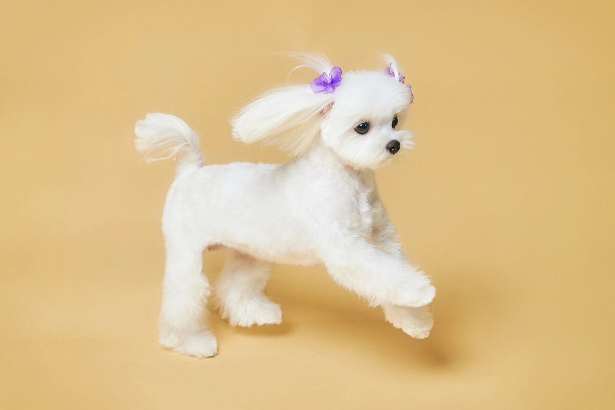 Maltese dog with a Korean-style haircut running indoors, short body trim with long fluffy ears and purple bows.