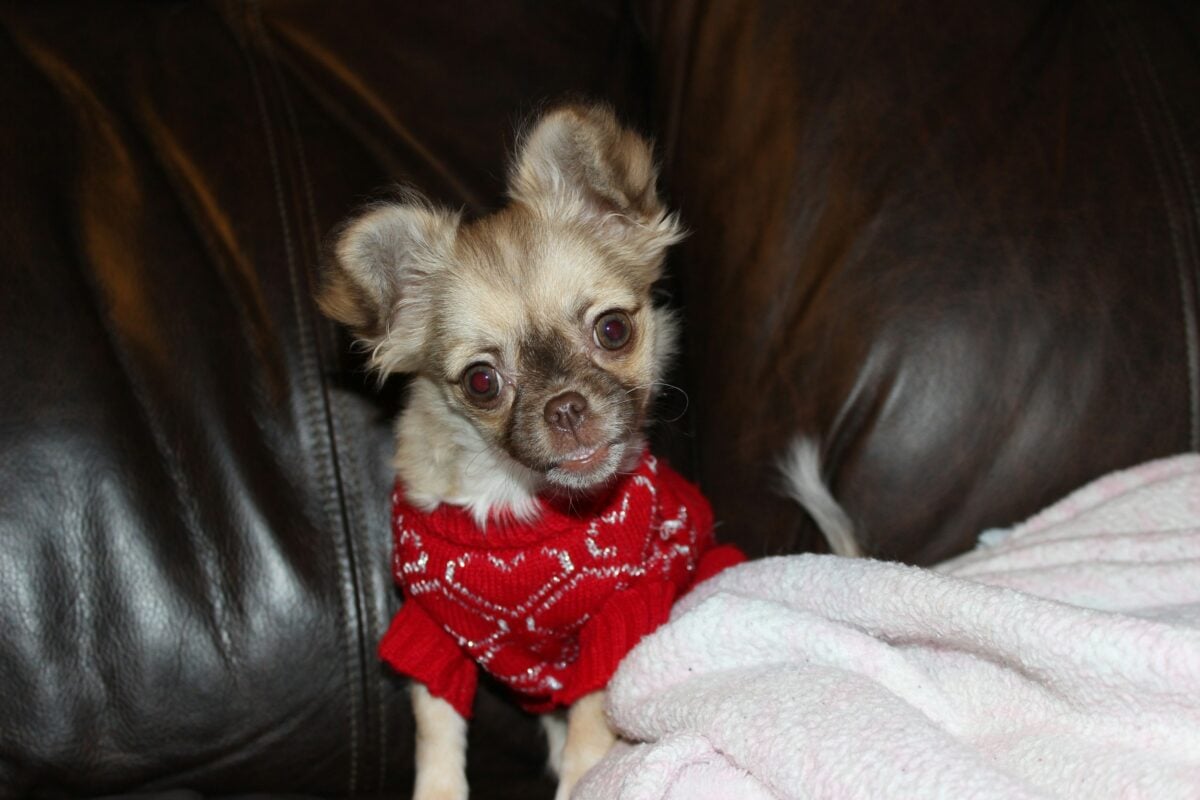 Chihuahua puppy in red heart sweater.