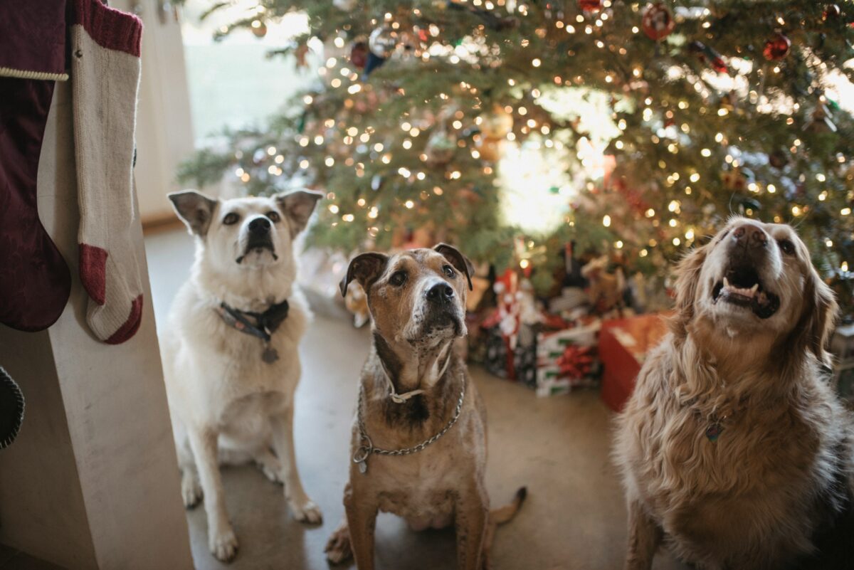 3 dogs sat in front of a Christmas tree. 