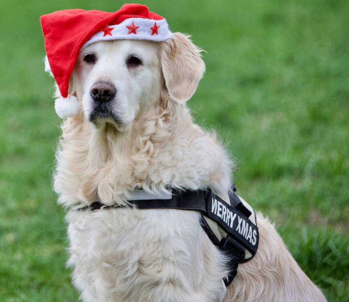 A Golden Retriver exercising outdoors with a santa hat on.