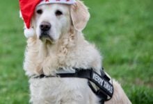 A Golden Retriver exercising outdoors with a santa hat on.