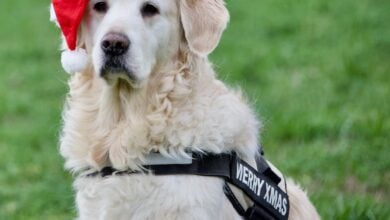 A Golden Retriver exercising outdoors with a santa hat on.