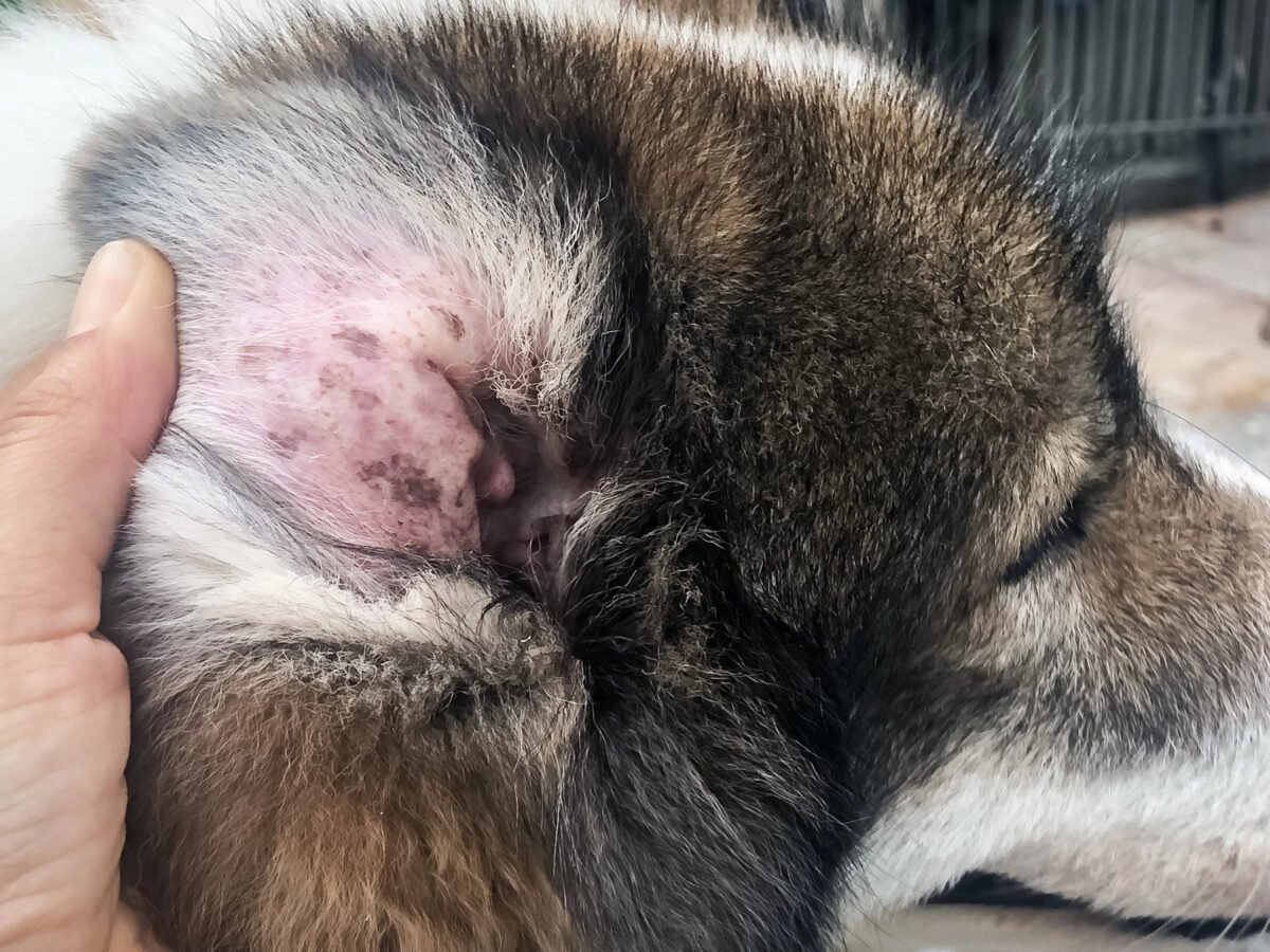 Closeup of brown yeast dermatitis in dog's ear.