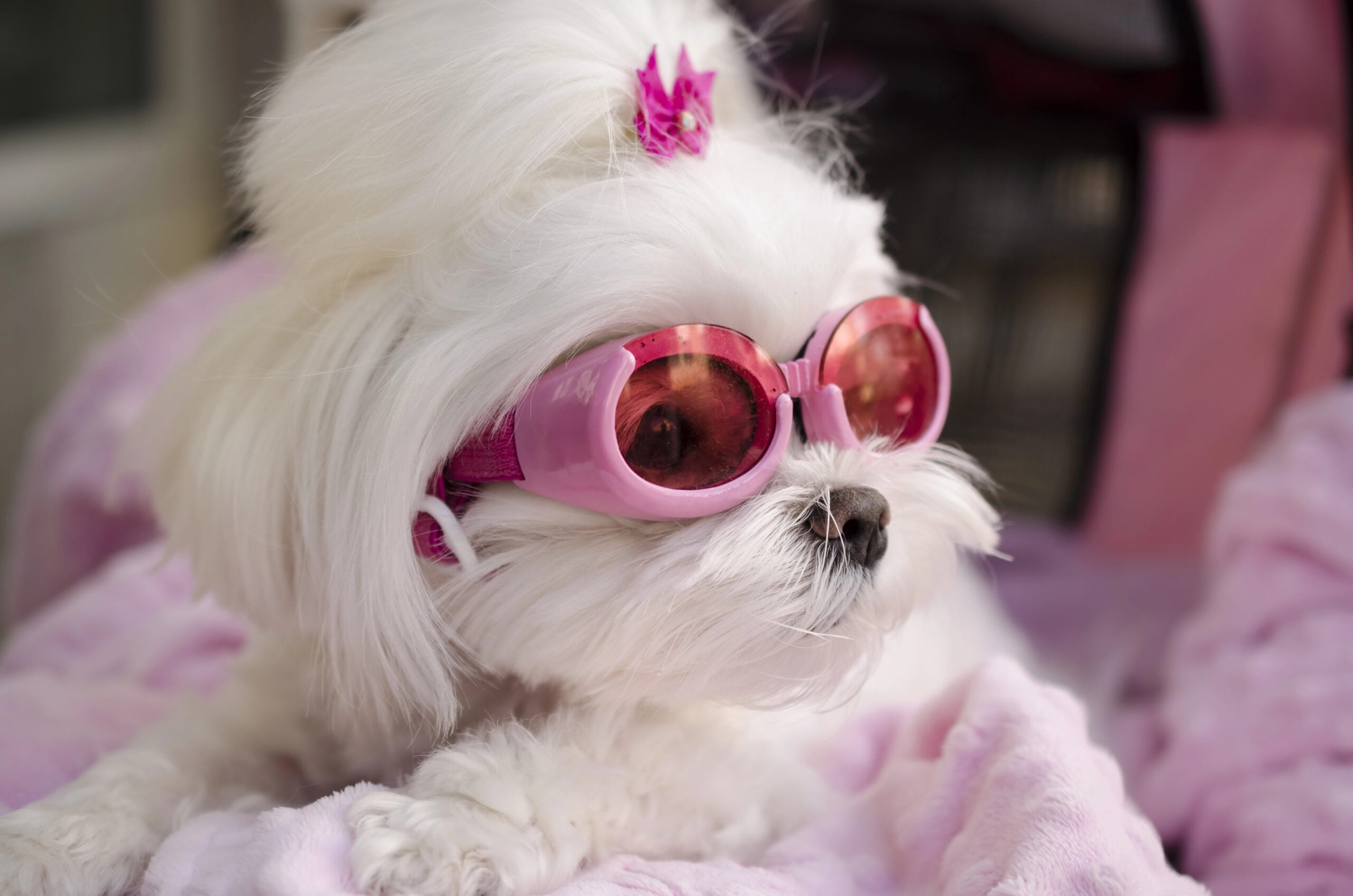 Cool fashionable Maltese doggy.
