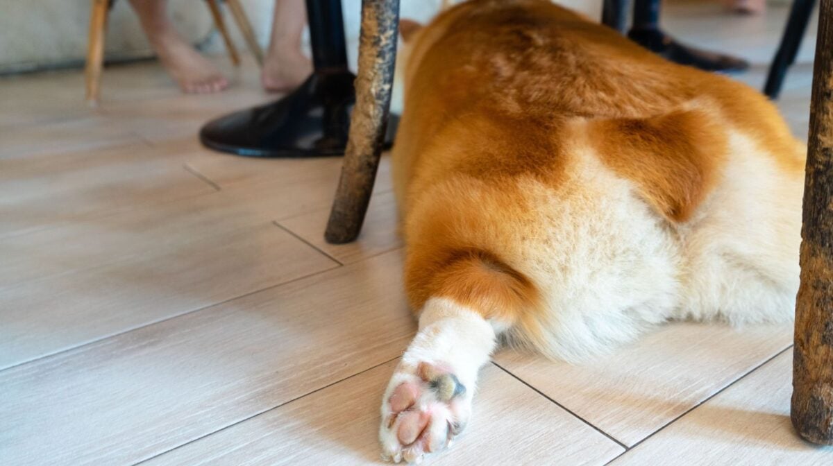 A Corgi splooting under a kitchen table.