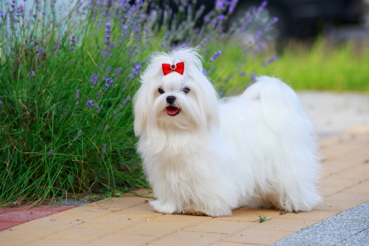 Cute Maltese dog with medium-length coat cut and red bow in hair, standing outside next to lavender. 