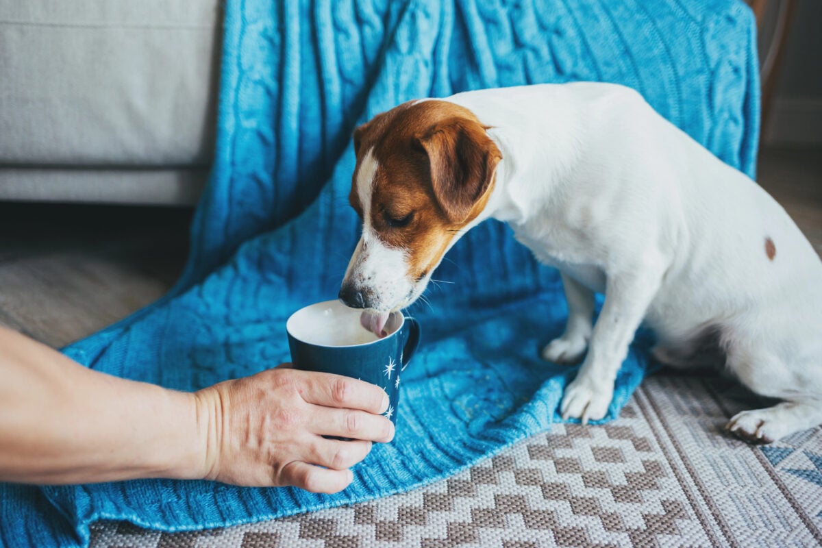 Cute puppy Jack Russell Terrier drinking a milk from the owners mug near the sofa with blue blanket.