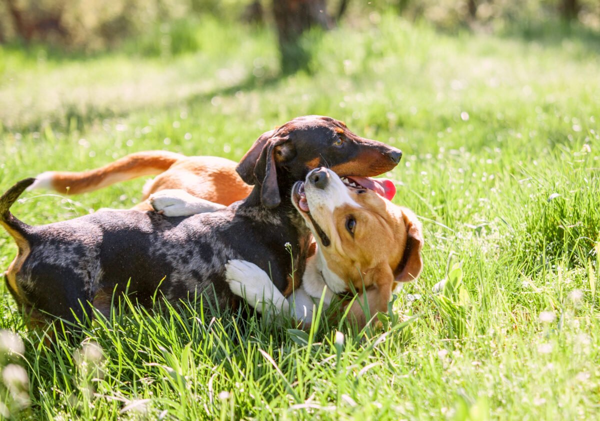 Dachshund and Beagle playing in grassy field.