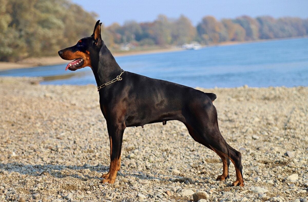 A Doberman standing alert on the waterfront with a docked tail.