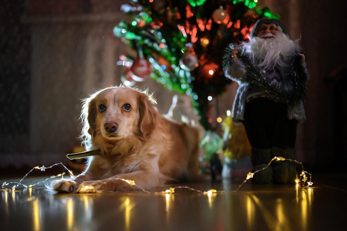 A small dog laying next to a christmass tree with lights around them. 