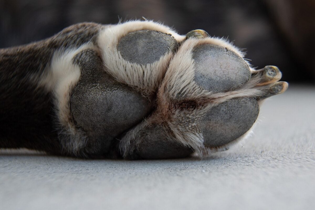dog, nature, dog paw, paw, pet, animal, close up