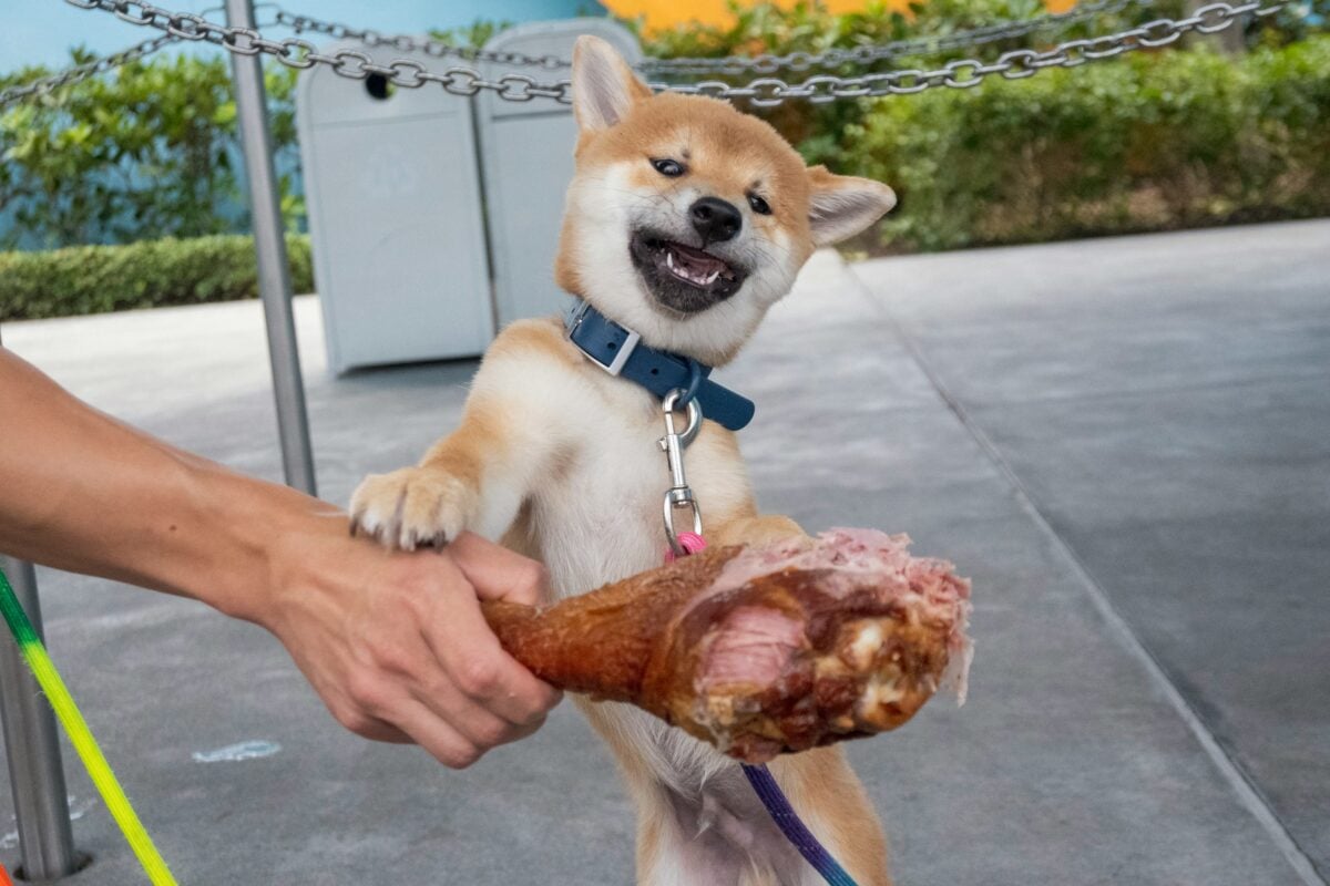 Dog gripping a turkey leg while being held on a leash.