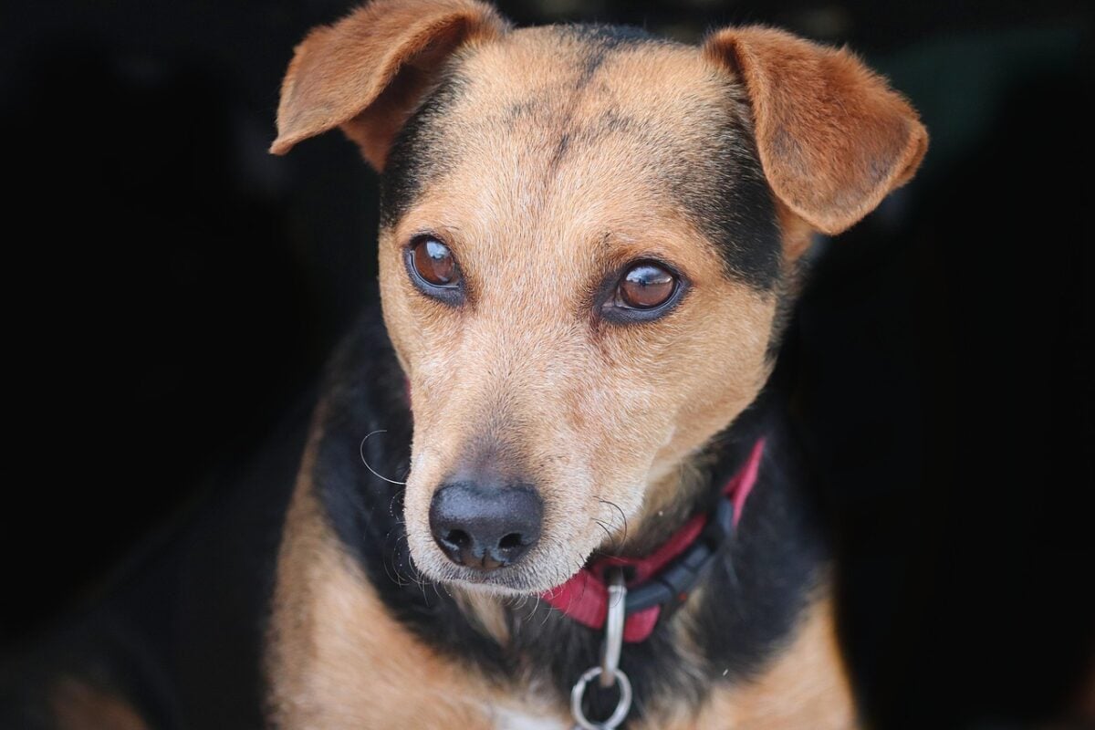 Mixed breed dog, Beagle Dachshund mix.