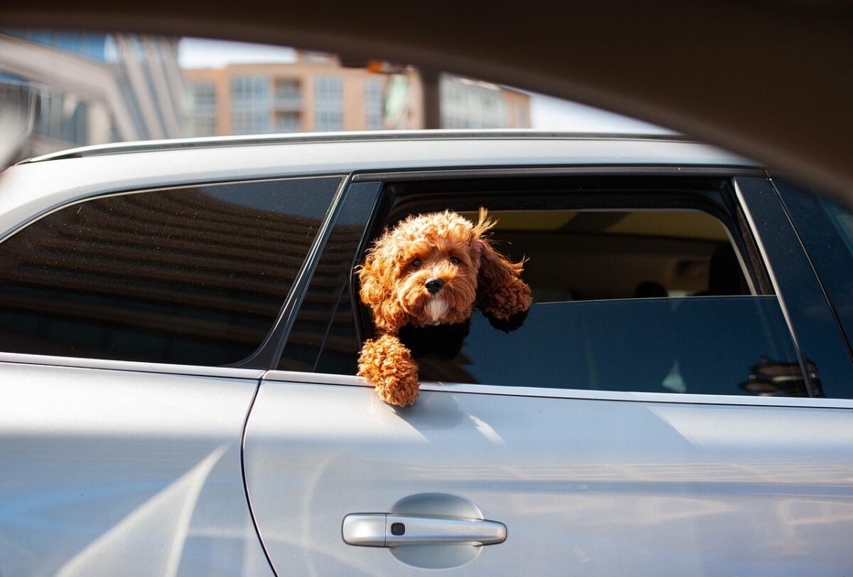Dog looking out of a car window at passing streets and scenery in a city.