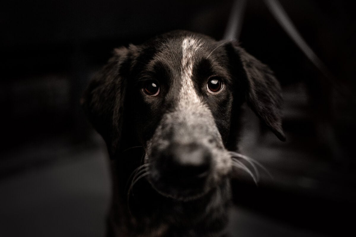 Black mixed breed dog looking at camera in darkness.