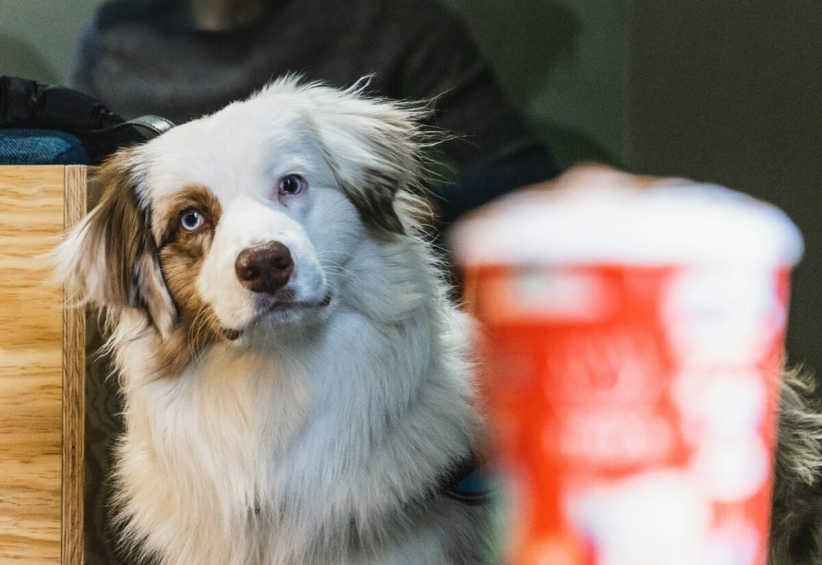 Dog looking at coffee cup.