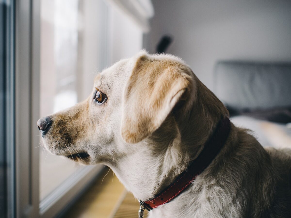A dog looking confused at a wall or window. 