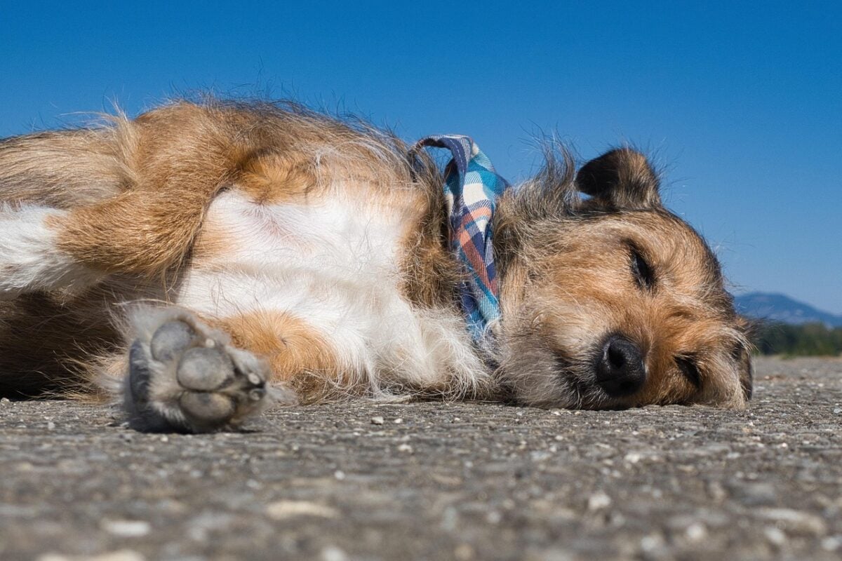 dog, pet, friend, sleep, podengo, animal, sleepy, tired, relax, chill, ginger