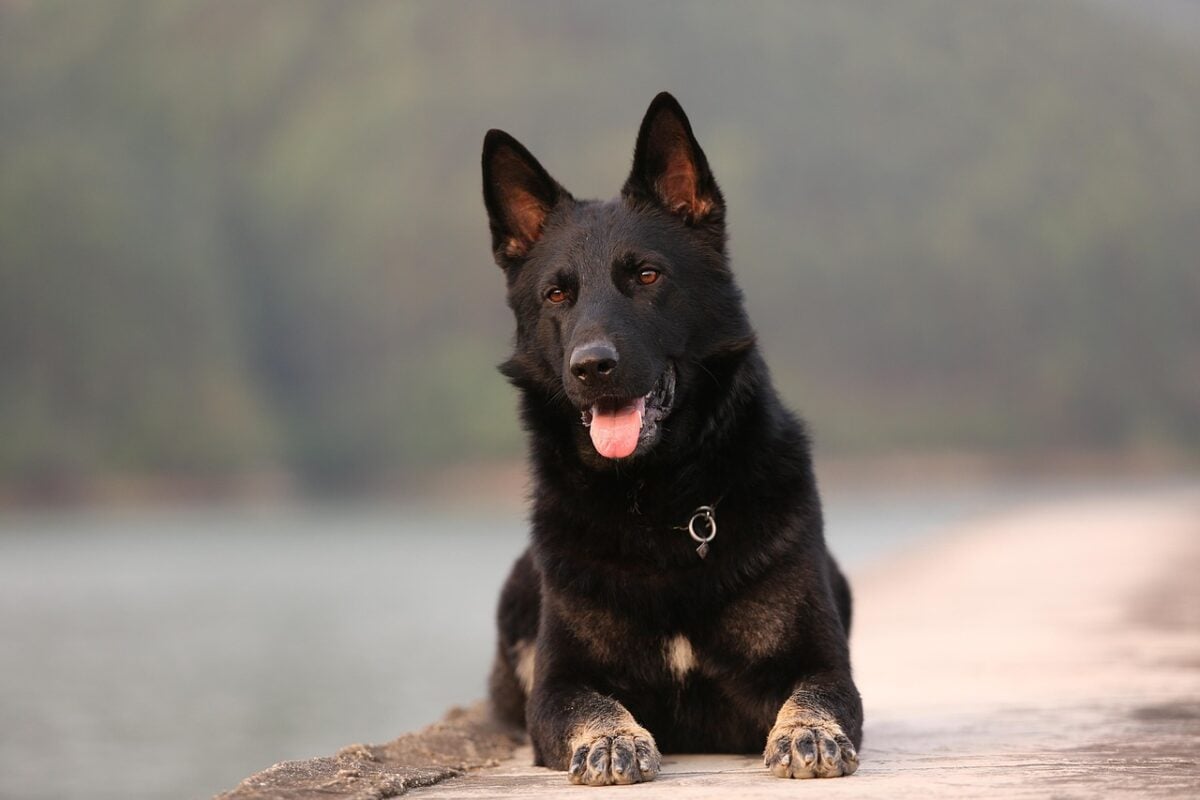 Alert German Shepherd dog lying outside by water.