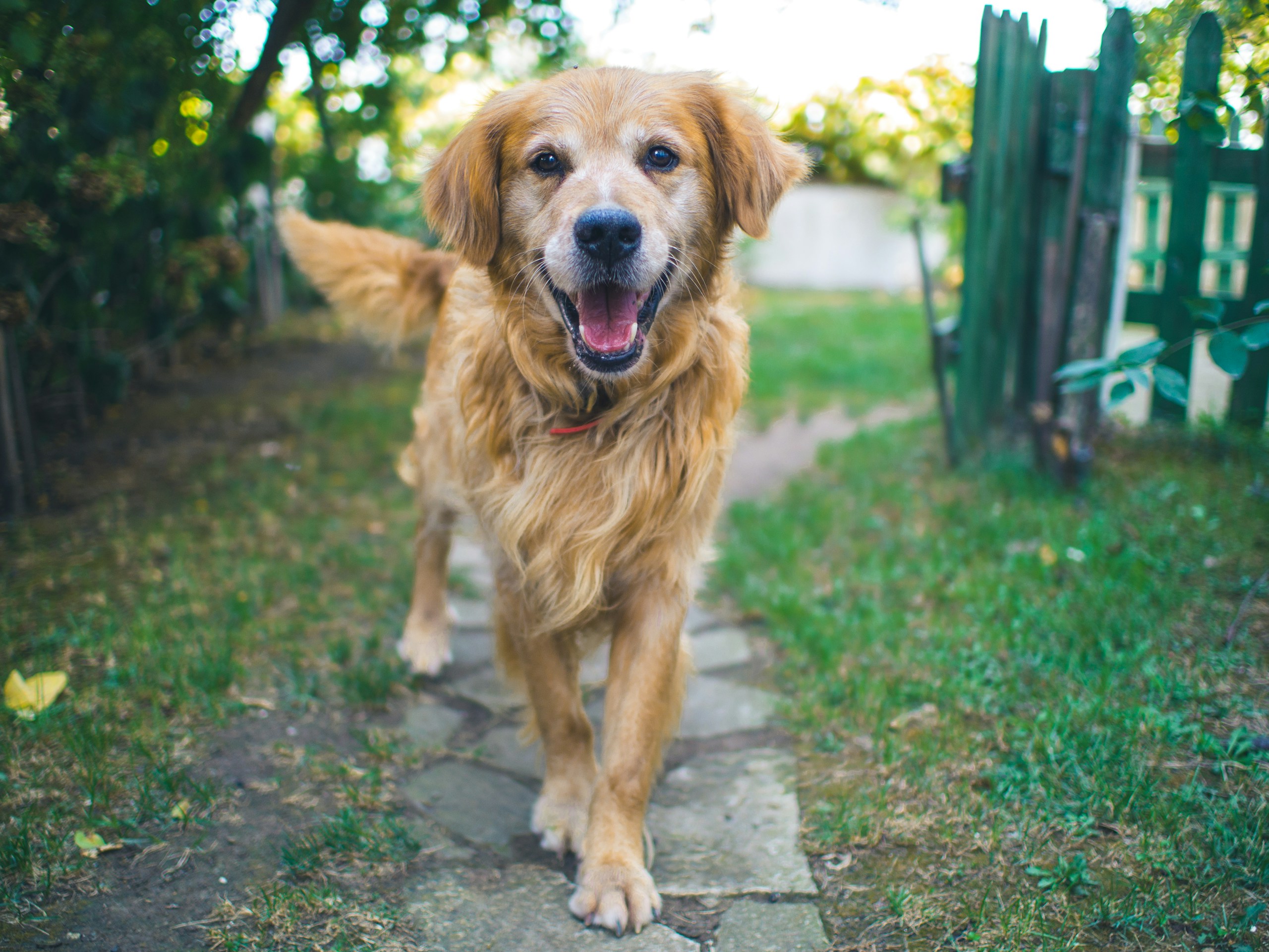Senior dog standing on pavement.