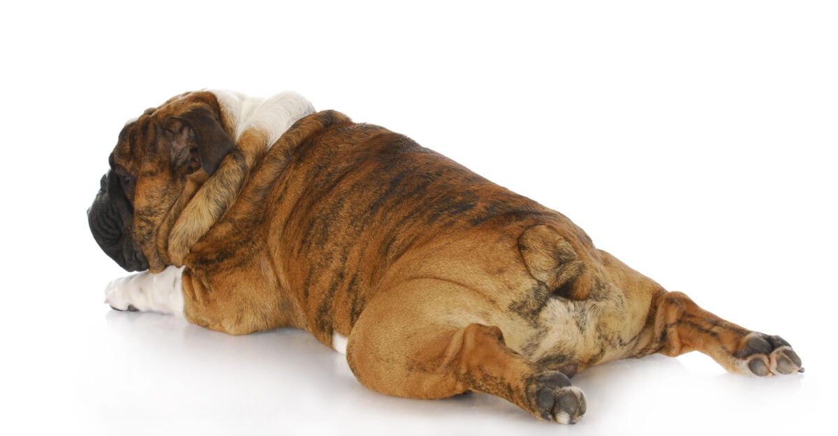 English Bulldog lying on belly with legs stretched out.