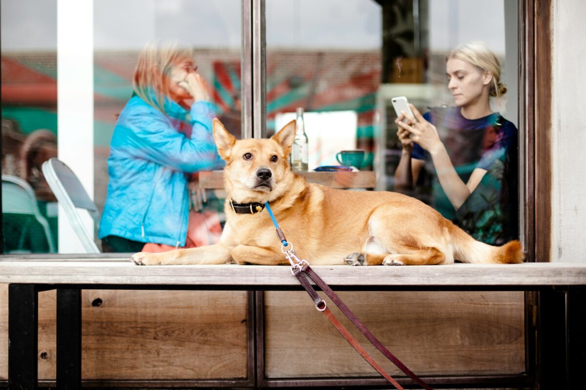 Dog waiting by a coffee shop.