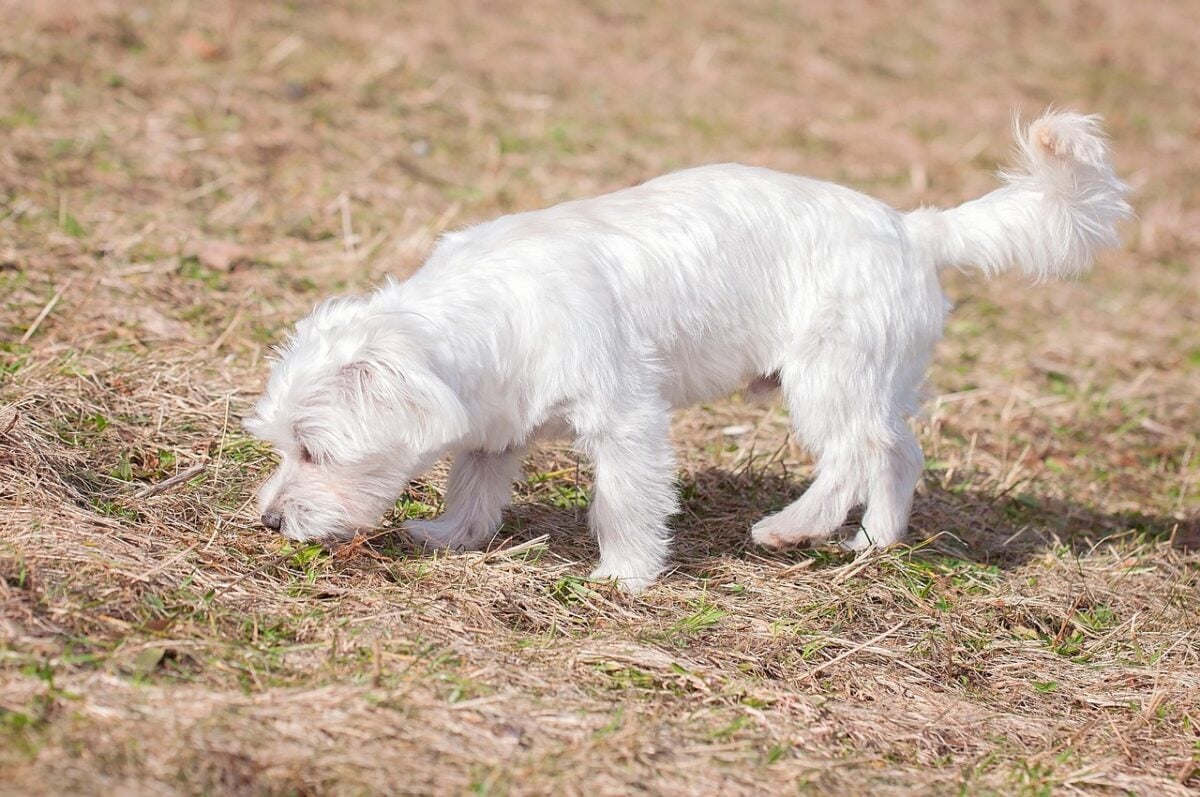 White Maltese with a practical short cut sniffing the ground outdoors on a grassy field.
