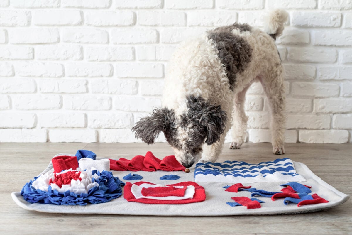 Cute mixed breed dog playing on soft washable snuffle rag rug for hiding dried treats for dogs nose work on white background, front view. Intellectual games with pet.
