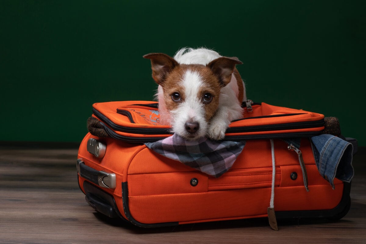 Sad Jack Russell Terrier dog lies on a orange suitcase. 