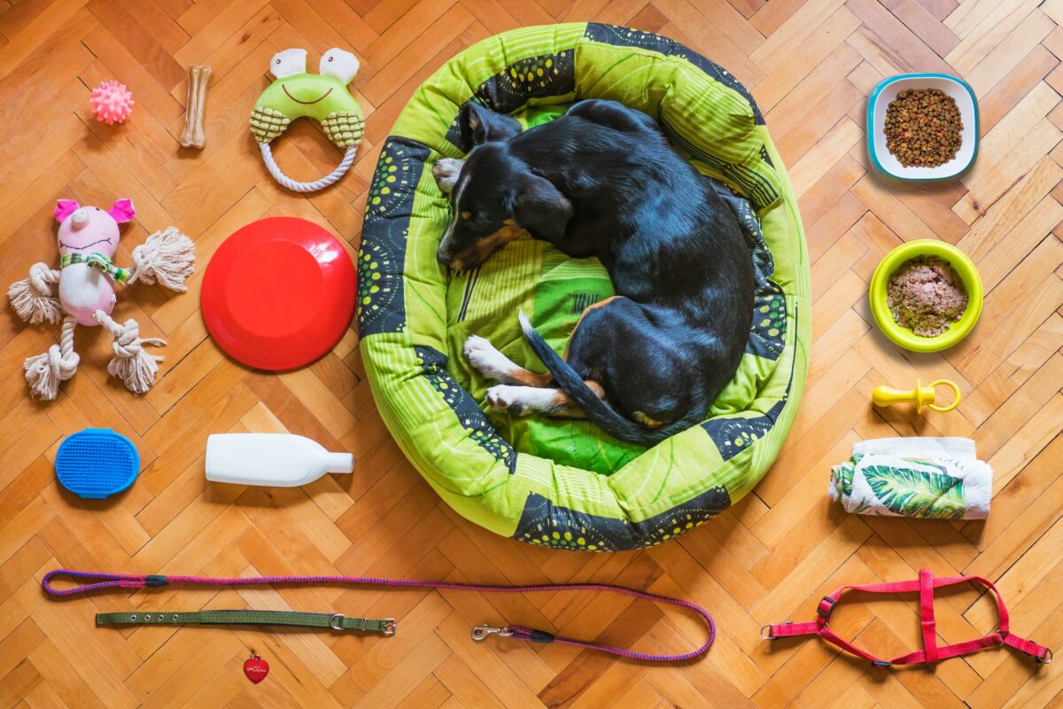 Dog curled up in bed surrounded by essentials like food, leash, and toys — a visual checklist for prepping your pup before you leave.