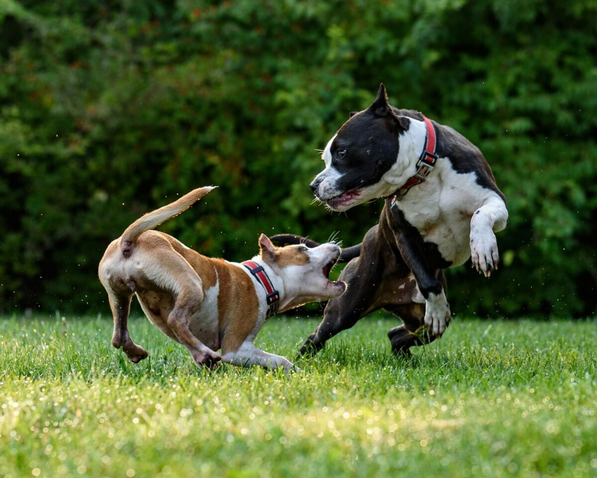 Two dogs on the grass play fighting with teeth exposed.