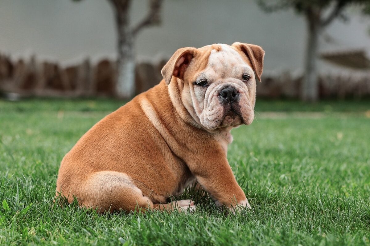 English Bulldog puppy sitting in grassy yard.
