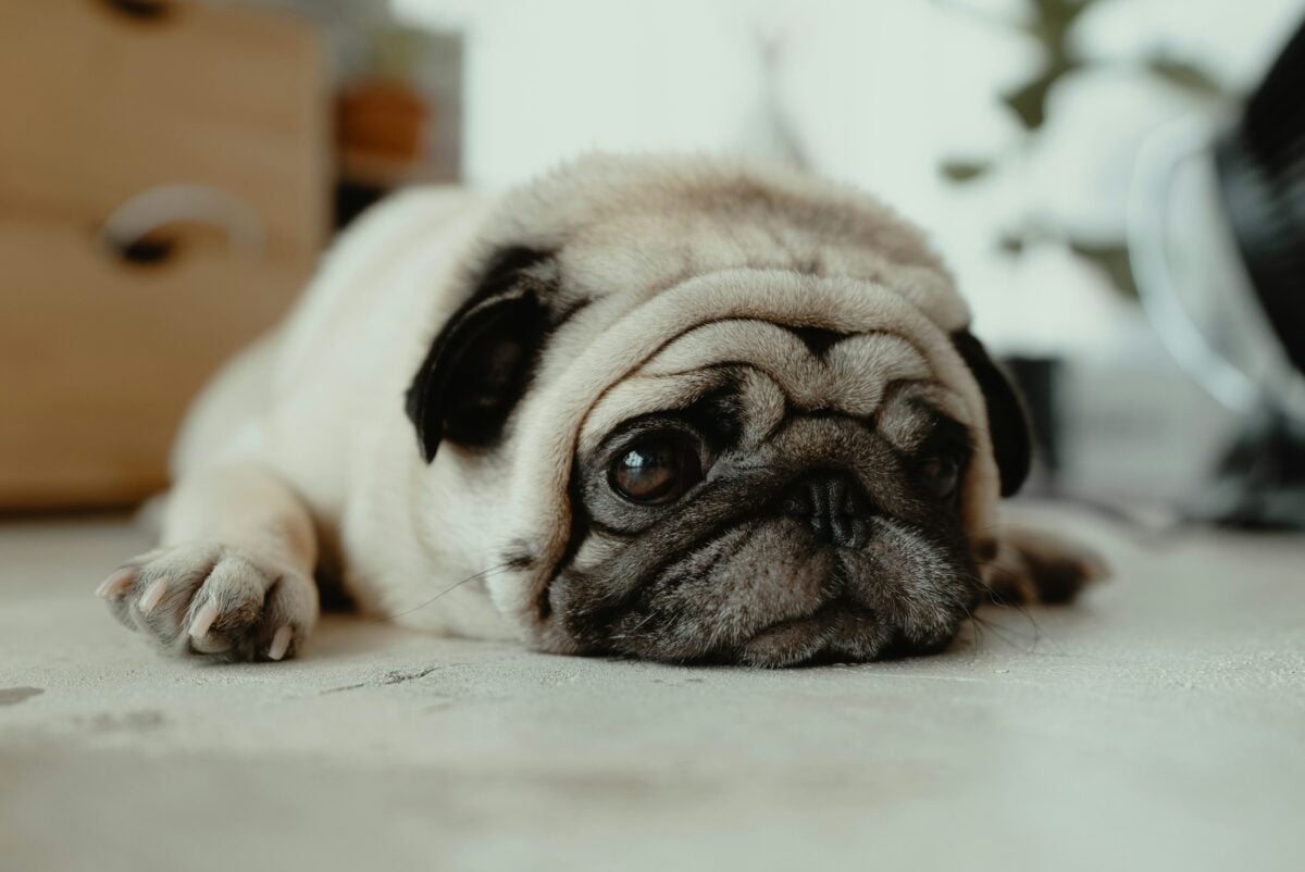 Pug lying on the floor looking lethargic and sad.