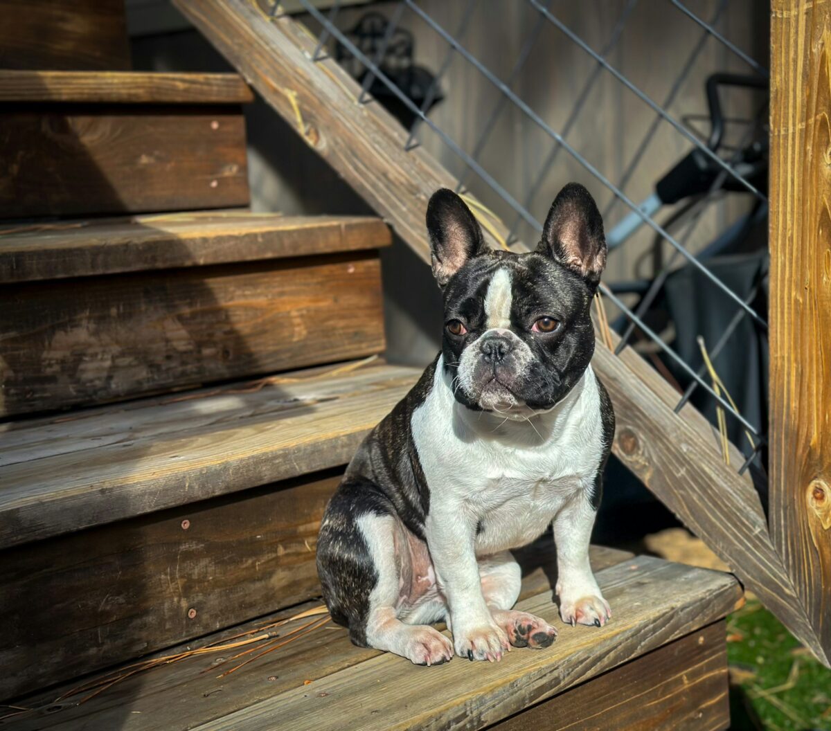 French bulldog sitting on a bottom stair step.