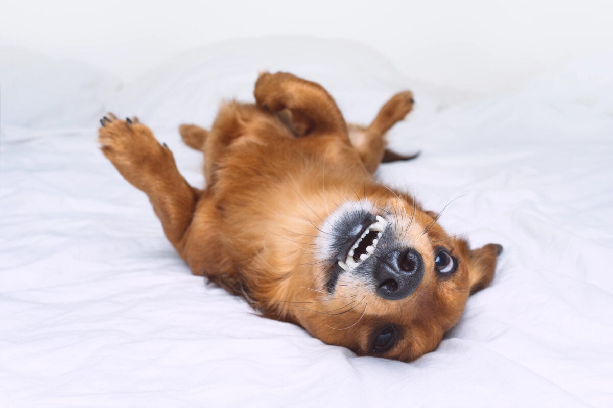 Funny brown dog lying on the white bed. Happy smiling dachshund dog having fun