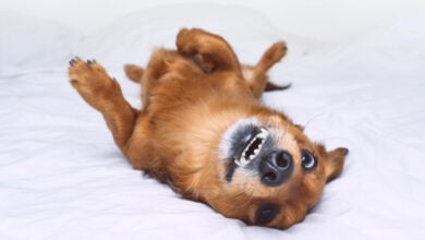 Funny brown dog with zoomies lying on the white bed.
